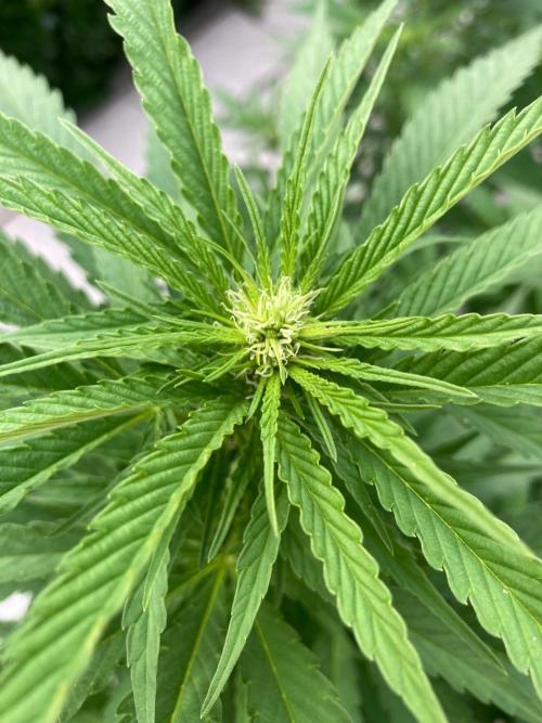 Dos Si Dos 33 Outdoor. Week 17