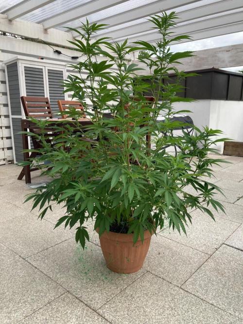 Dos Si Dos 33 Outdoor. Week 17