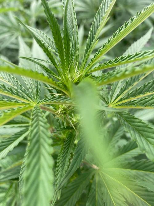 Melonade Runtz Outdoor. Week 18