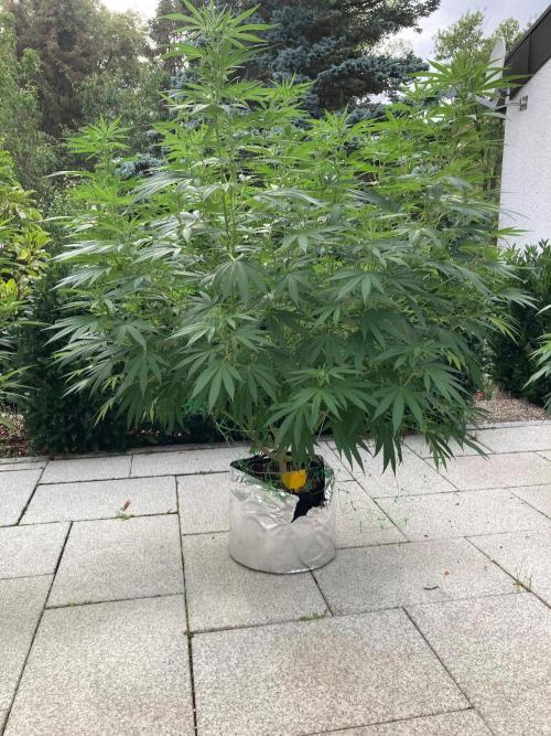 Melonade Runtz Outdoor. Week 18