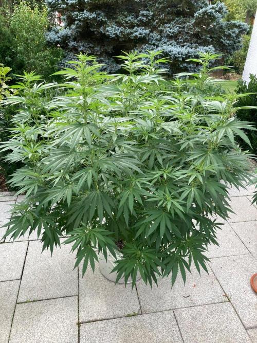 Melonade Runtz Outdoor. Week 18