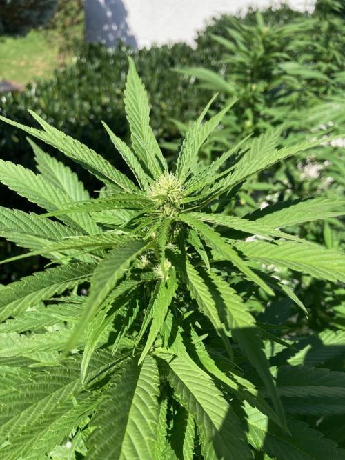 Dos Si Dos 33 Outdoor. Week 18