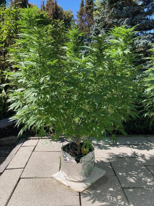 Dos Si Dos 33 Outdoor. Week 18
