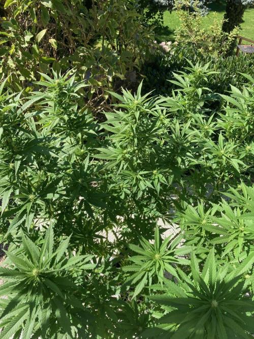 Dos Si Dos 33 Outdoor. Week 18