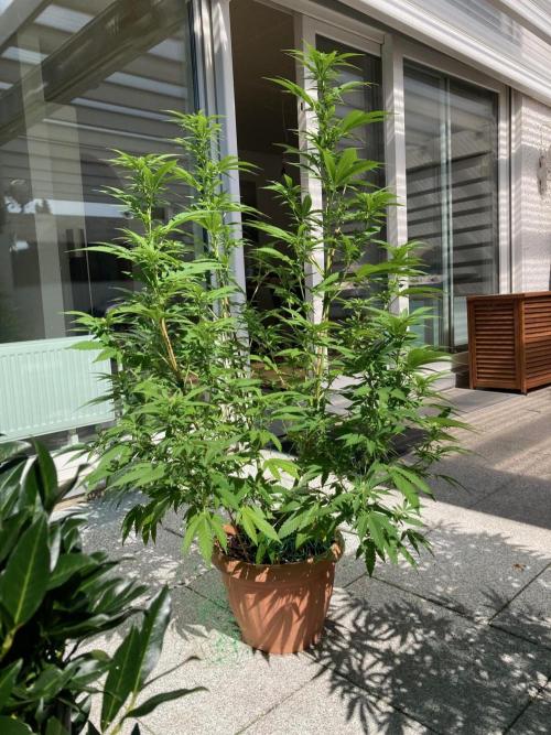 Dos Si Dos 33 Outdoor. Week 18
