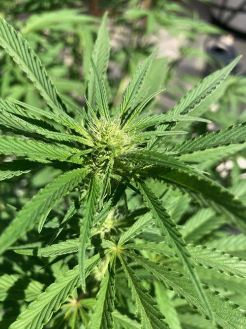 Melonade Runtz Outdoor. Week 19