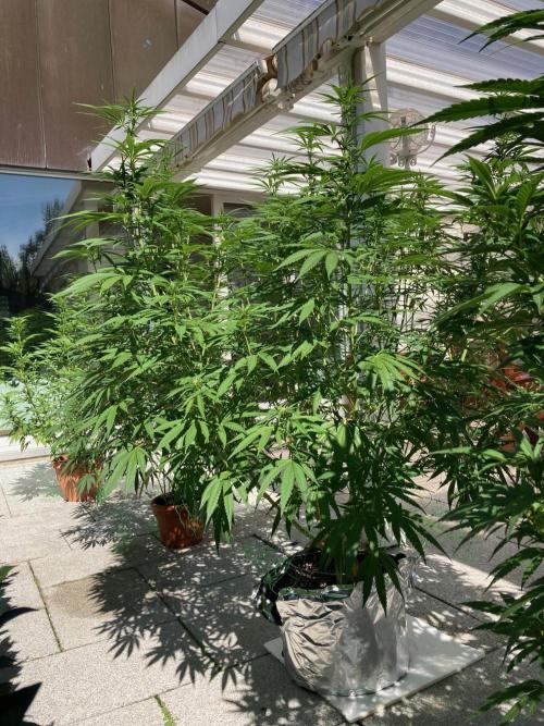 Melonade Runtz Outdoor. Week 19