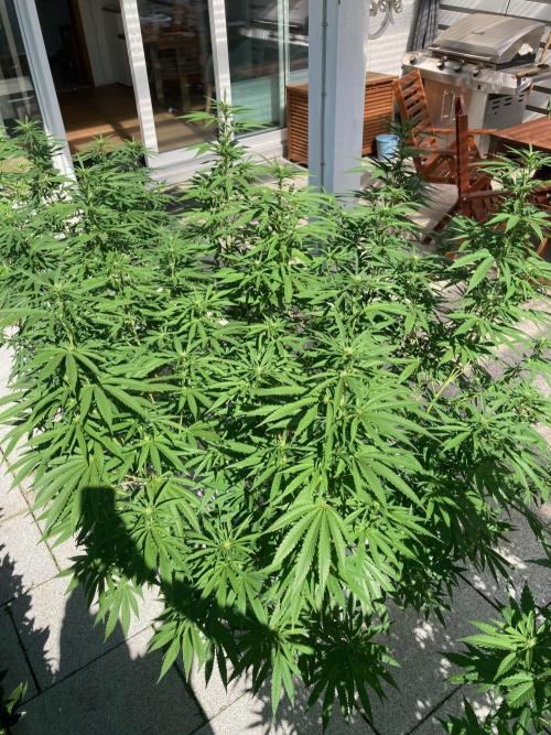 Melonade Runtz Outdoor. Week 19