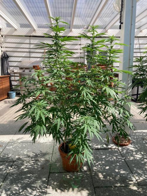 Melonade Runtz Outdoor. Week 19