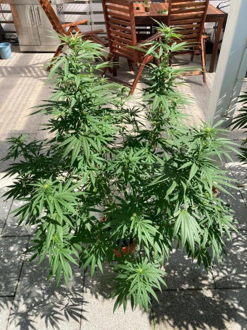 Melonade Runtz Outdoor. Week 19