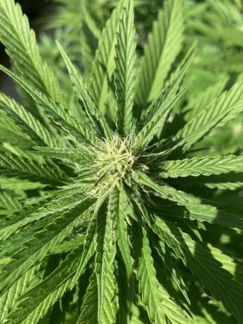 Dos Si Dos 33 Outdoor. Week 19