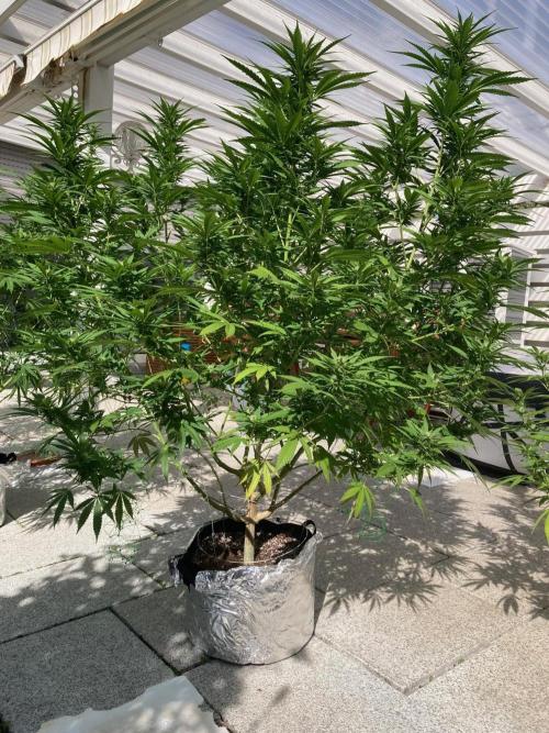 Dos Si Dos 33 Outdoor. Week 19