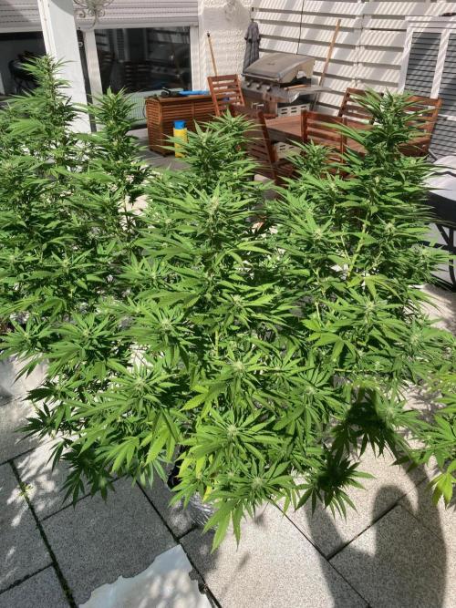 Dos Si Dos 33 Outdoor. Week 19