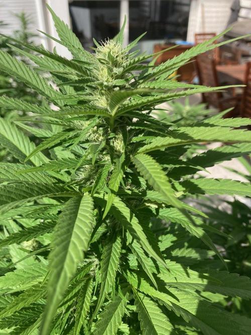 Dos Si Dos 33 Outdoor. Week 19
