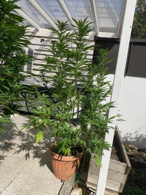 Dos Si Dos 33 Outdoor. Week 19