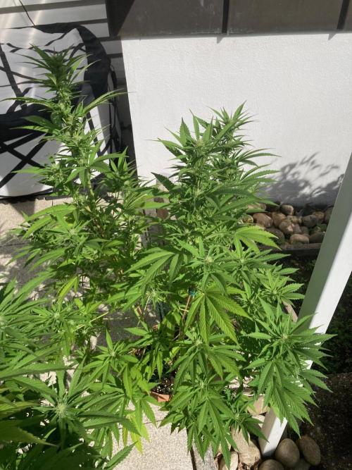 Dos Si Dos 33 Outdoor. Week 19