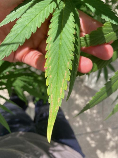 Melonade Runtz Outdoor. Week 20