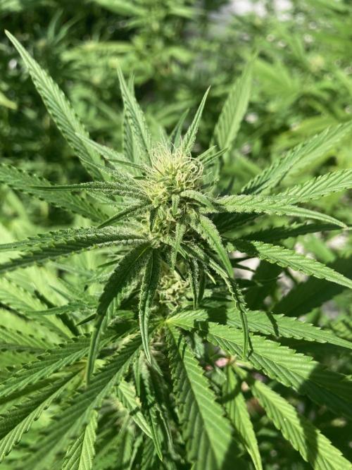 Melonade Runtz Outdoor. Week 20