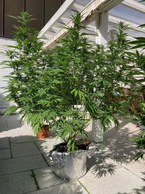 Melonade Runtz Outdoor. Week 20