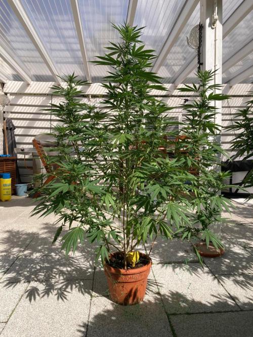 Melonade Runtz Outdoor. Week 20