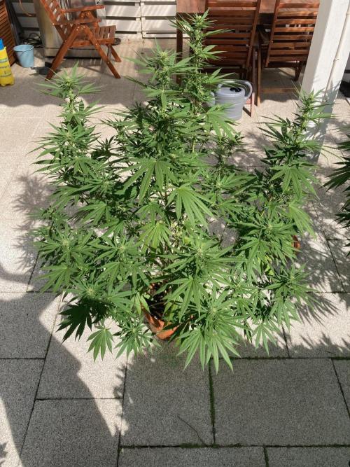 Melonade Runtz Outdoor. Week 20