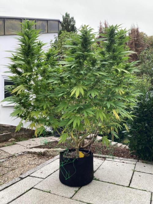 Dos Si Dos 33 Outdoor. Week 20