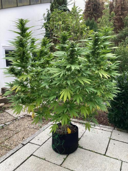 Dos Si Dos 33 Outdoor. Week 20