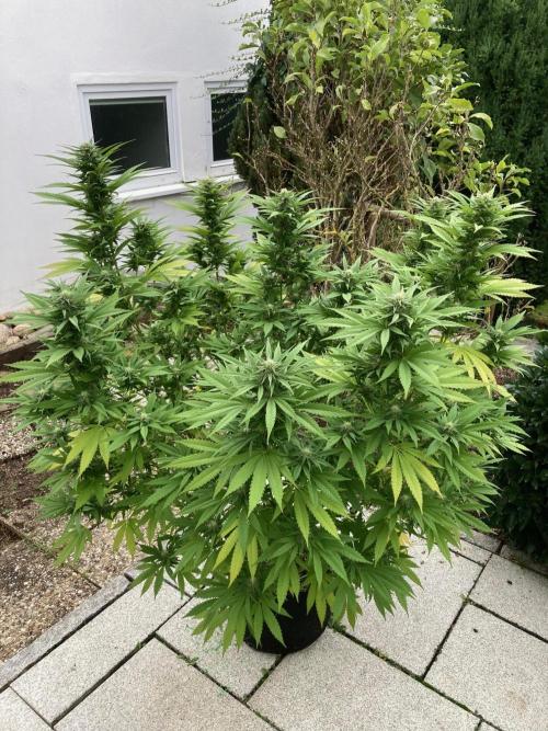 Dos Si Dos 33 Outdoor. Week 20
