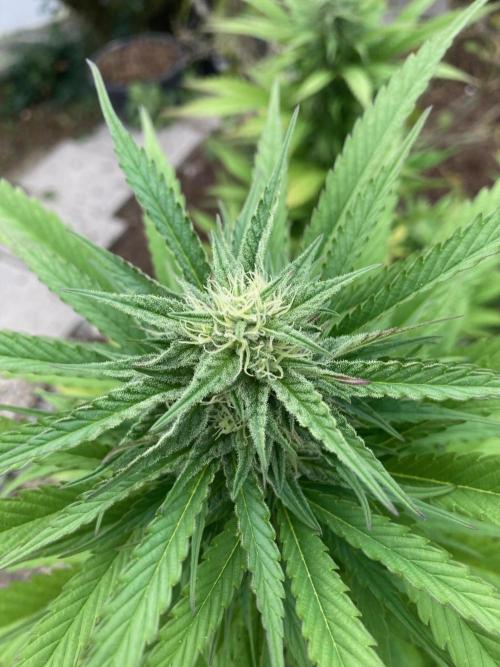 Dos Si Dos 33 Outdoor. Week 20