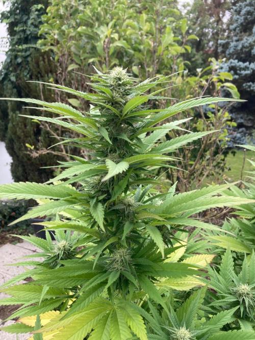 Dos Si Dos 33 Outdoor. Week 20