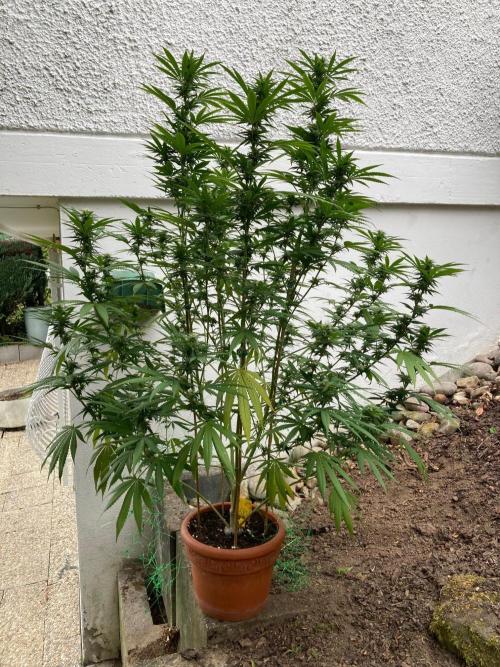 Dos Si Dos 33 Outdoor. Week 20