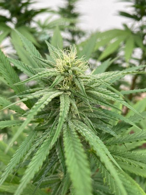 Dos Si Dos 33 Outdoor. Week 20