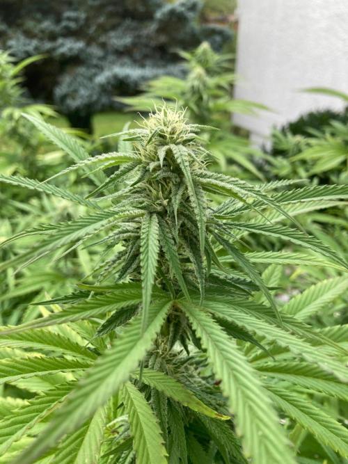 Melonade Runtz Outdoor. Week 21