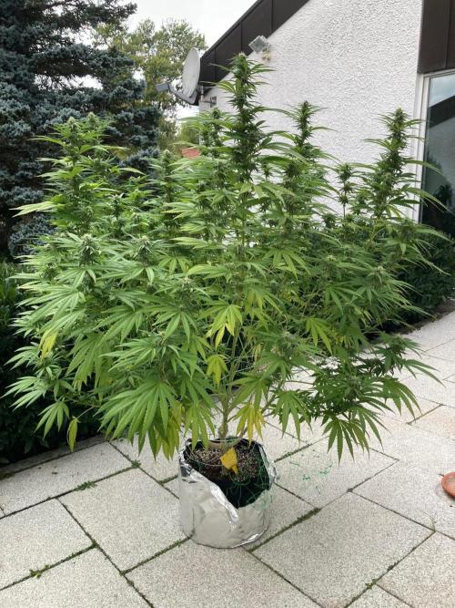 Melonade Runtz Outdoor. Week 21
