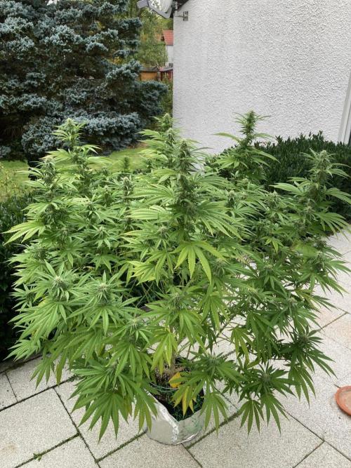 Melonade Runtz Outdoor. Week 21