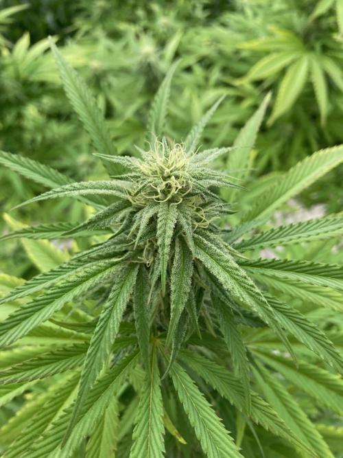 Melonade Runtz Outdoor. Week 21