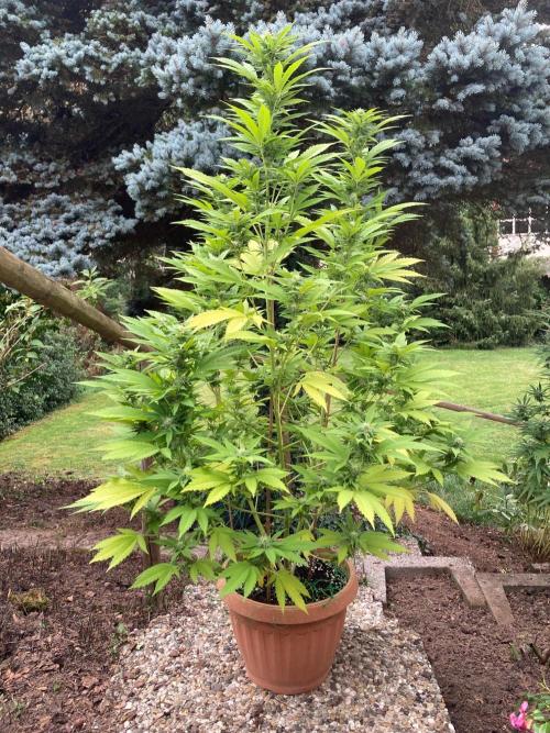 Melonade Runtz Outdoor. Week 21