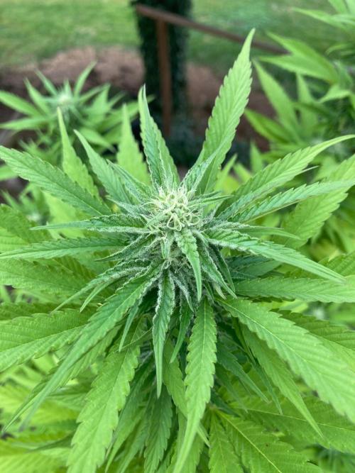 Melonade Runtz. Week 21
