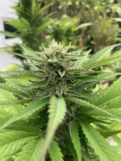 Dos Si Dos 33 Outdoor. Week 21