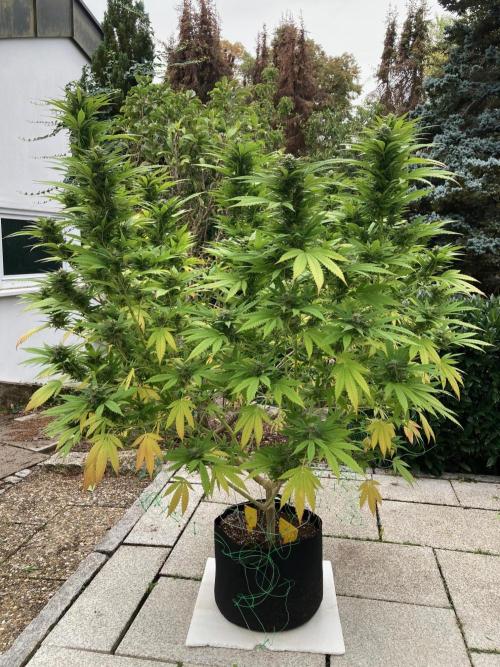 Dos Si Dos 33 Outdoor. Week 21