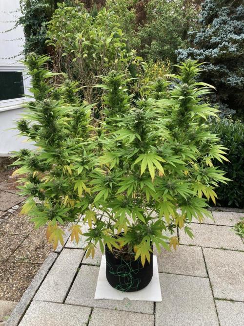 Dos Si Dos 33 Outdoor. Week 21