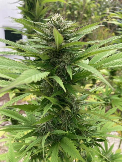 Dos Si Dos 33 Outdoor. Week 21