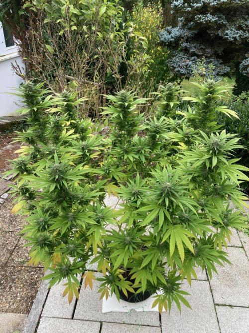 Dos Si Dos 33 Outdoor. Week 21
