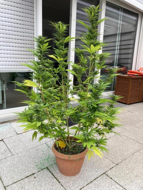 Dos Si Dos 33 Outdoor. Week 21