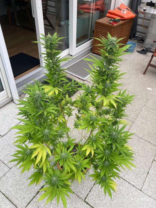 Dos Si Dos 33 Outdoor. Week 21