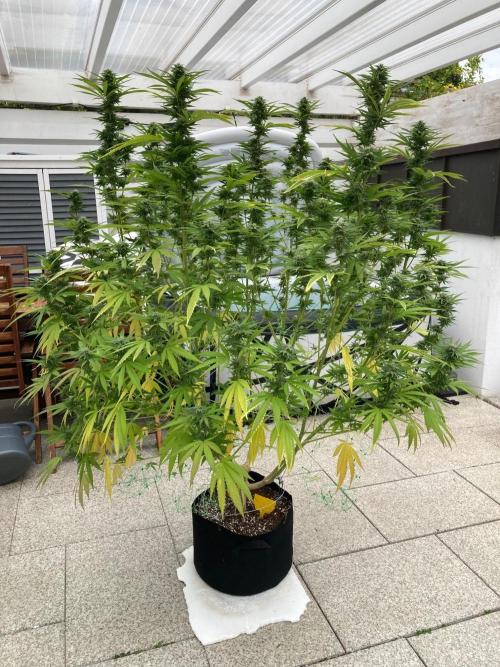 Melonade Runtz Outdoor. Week 22