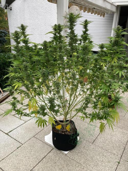 Melonade Runtz Outdoor. Week 22