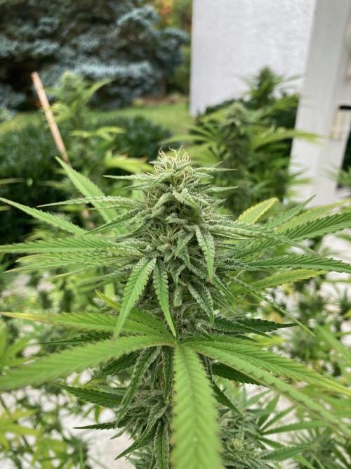 Melonade Runtz Outdoor. Week 22