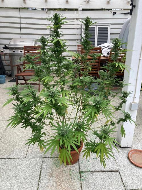 Melonade Runtz Outdoor. Week 22