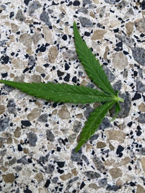 Melonade Runtz Outdoor. Week 22